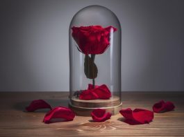 Tout savoir sur la rose éternelle