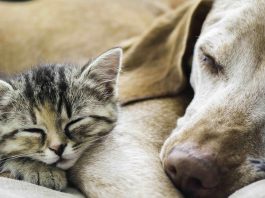 Urne funéraire pour chat