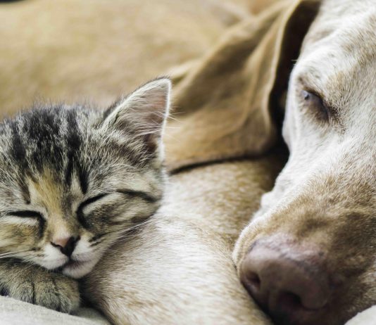 Urne funéraire pour chat