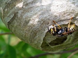 6 étapes pour se débarrasser des frelons