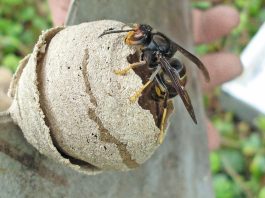 Ce qu’il ne faut pas faire lorsque vous découvrez un nid de guêpes