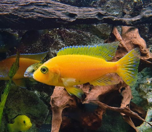 Ce que vous devez savoir sur les filtres d’aquarium