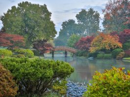 Tout Savoir sur les Curiosités Botaniques : Découvrez la Fascinante Beauté de la Nature