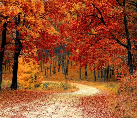 Un guide complet sur l’élagage et des arbres