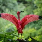 ibis-bird-red-animals-158471