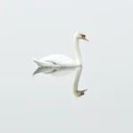 swan-bird-nature-water-bird-59816