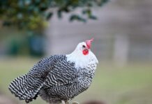 Comment booster naturellement la ponte de vos poules grâce aux protéines, oméga-3 et minéraux ?