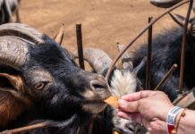 Les bienfaits des friandises ferme pour animaux