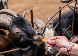 Les bienfaits des friandises ferme pour animaux