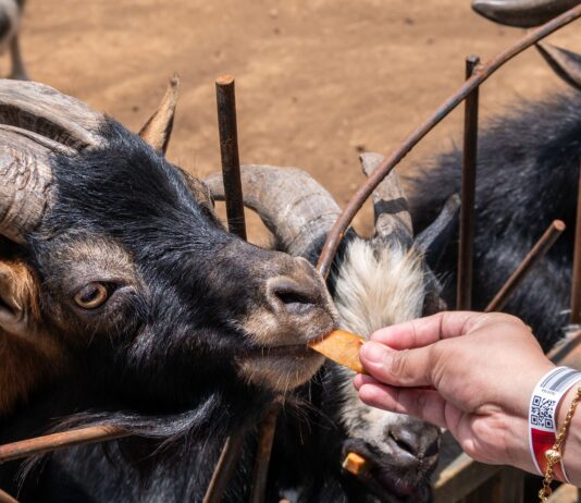 Les bienfaits des friandises ferme pour animaux